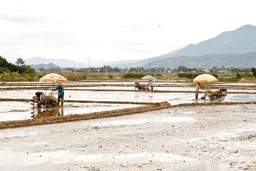 Triển khai các giải pháp cấp bách chống hạn