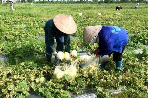 Khánh Hải trồng dưa lê siêu ngọt VietGap cho hiệu quả kinh tế cao