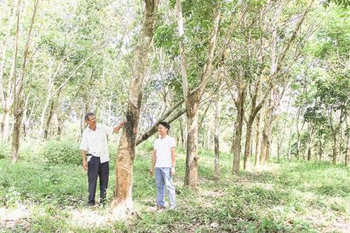 Đổi thay trên đường Hồ Chí Minh. Bài 1: Đô thị, nông thôn từng bước phát triển năng động