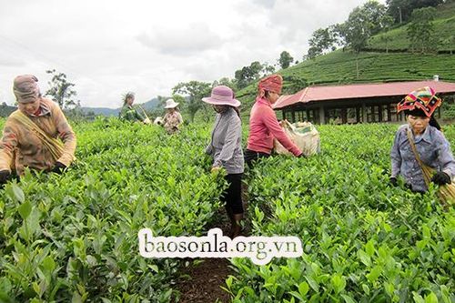 Đồng hành cùng hội viên phát triển kinh tế