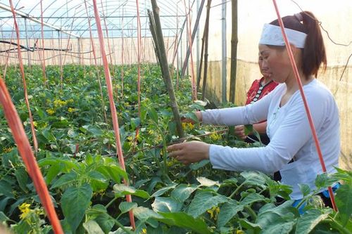 Nông dân Vân Hồ 'chia tay' đói nghèo nhờ được dạy nghề