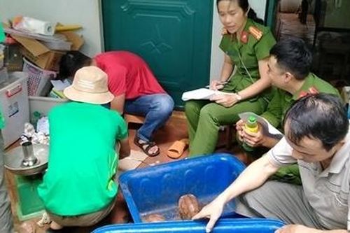 153 cá thể động vật hoang dã được tịch thu và tự nguyện chuyển giao