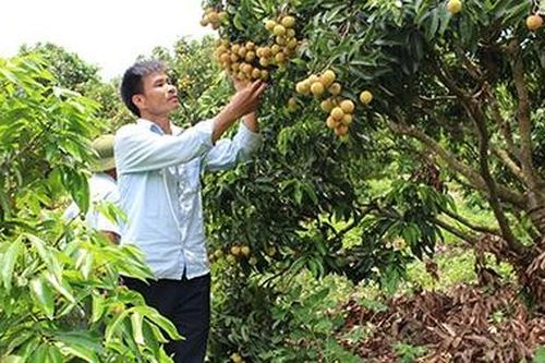 Vải thiều 'vượt vũ môn'