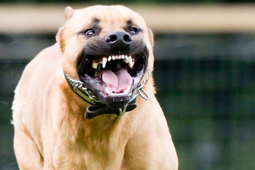 Chó pitbull cắn chết chủ rồi bị ôtô cán tại Canada