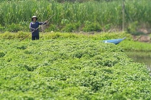 Khám phá 'thủ phủ' sương sáo dùng để sản xuất nước giải khát tại miền Tây