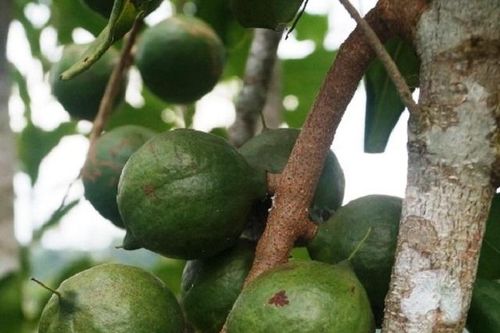 Triển vọng phát triển cây mắc ca tại Sơn Tây (Quảng Ngãi)