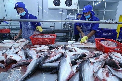 Xuất khẩu cá tra sang EU giảm mạnh