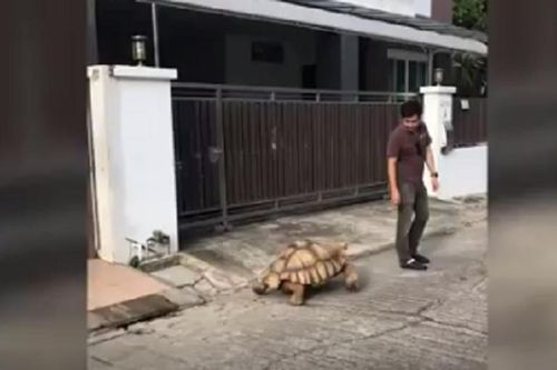 Cụ rùa Sulcata siêu to khổng lồ dạo phố cùng 'anh sen'