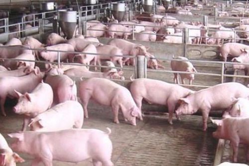 Giá heo hơi hôm nay 12/6: Vẫn tiếp tục giảm sâu