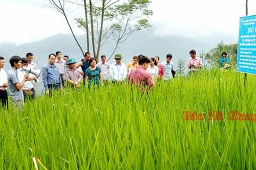 Hà Giang: Chuyển đổi cơ cấu cây trồng, phát triển chăn nuôi, mang lại hiệu quả kinh tế ở Hoàng Su Phì