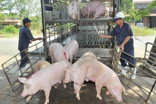 Thịt lợn hơi tiếp đà giảm giá