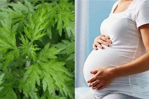 Lương y hướng dẫn mẹ bầu ăn rau ngải cứu đúng cách, an thai, con tăng cân mạnh