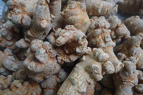10 tác dụng của củ tam thất hữu hiệu trong phòng và chữa bệnh