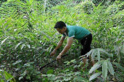 Hiệu quả mô hình sinh kế gắn với rừng