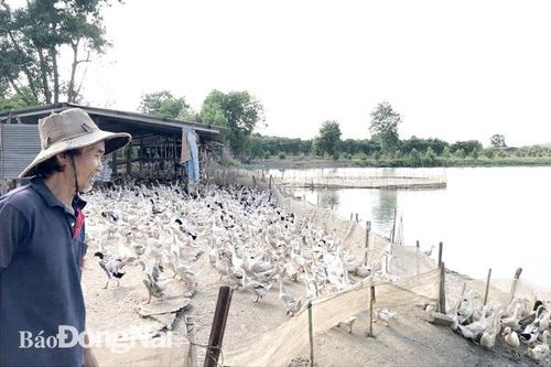 Nghề nuôi gia cầm khởi sắc trở lại