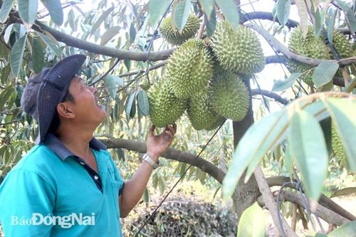 Sản lượng nhiều loại trái cây tăng cao