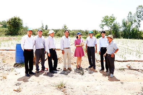 Xây dựng chuỗi tiêu thụ tỏi Vạn Ninh