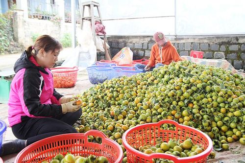 Tín hiệu vui cho thương hiệu ''Hồng Đà Lạt''