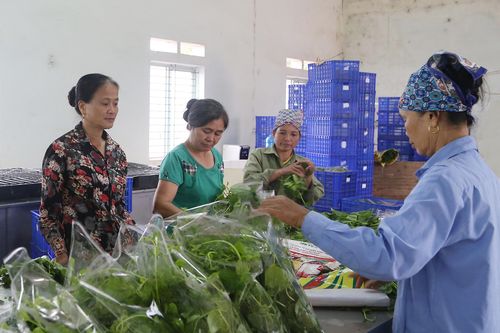 Phát huy vai trò nòng cốt trong phát triển kinh tế tập thể