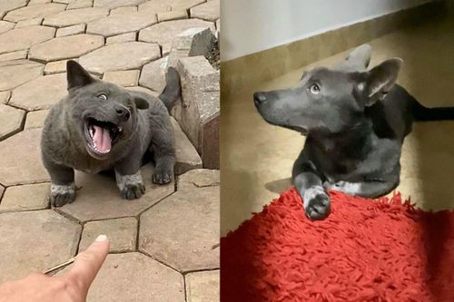 Vẻ ngoài hiện tại của chú chó tên Dúi từng nổi đình đám