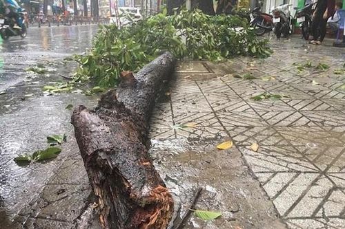 TP Hồ Chí Minh: Mưa lớn, nhánh cây rơi đè gãy tay người đi đường
