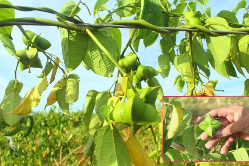 Nông dân Nghệ An đầu tiên trồng Sachi cây 'vua của các loài hạt'