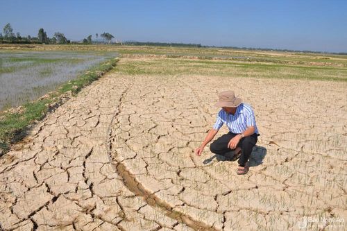 Nghệ An nỗ lực ứng phó với hạn hán, nắng gắt