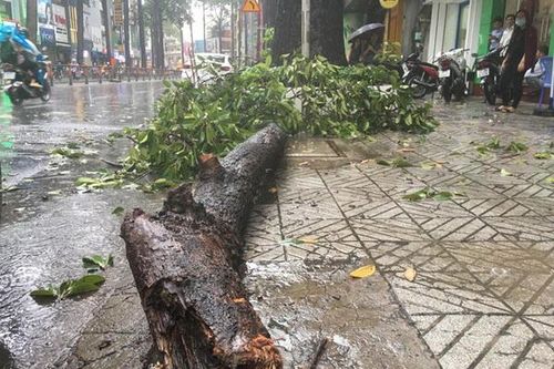 TP.HCM: Mưa như trút nước kèm giông lốc, cây ngã đè người đi đường