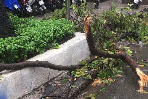 Hai người bị thương do nhánh cây rơi xuống đường