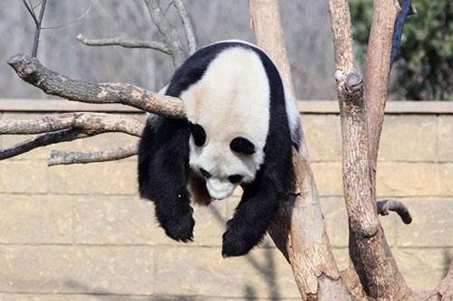 Ảnh đẹp: Hàng triệu con cua đỏ di cư từ rừng ra biển