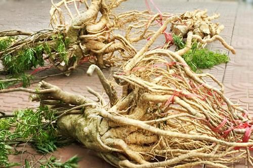 Lợi ích 'thần kỳ' từ củ đinh lăng