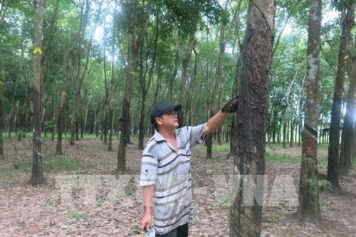 Nhiều doanh nghiệp cao su 'bối rối' khi xây dựng kế hoạch kinh doanh 2020