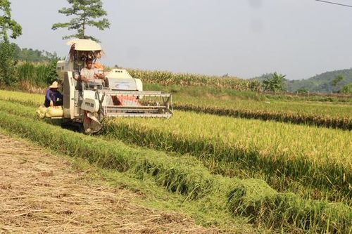 Thu hoạch lúa xuân: Xanh nhà hơn già đồng