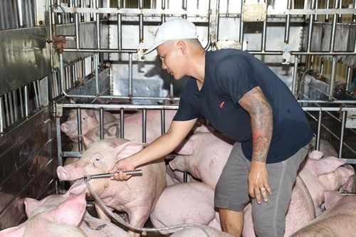 Bắt quả tang đối tượng bơm nước vào heo trước khi bán
