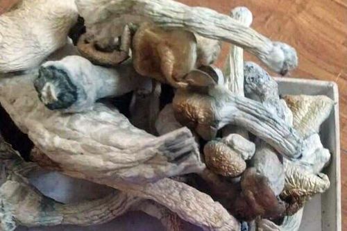 Bắt thanh niên bán 'nấm ma túy' ở Hà Nội