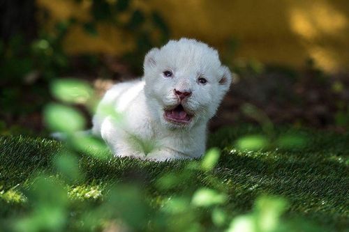 Sư tử trắng lần đầu tiên chào đời ở vườn thú Tây Ban Nha