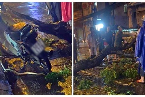TP Hồ Chí Minh: Cây xanh gãy cành, đè tử vong người đi xe máy