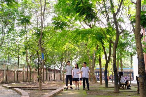 Cây xanh cũng cần được khám bệnh thường xuyên