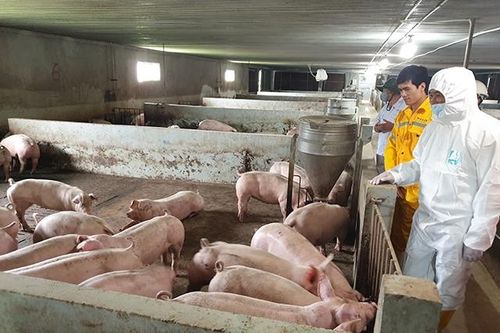 Tái đàn lợn an toàn, bền vững