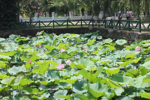 Về thăm quê hương cụ thân sinh Bác Hồ những ngày sen nở