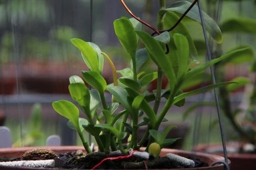 Quán Tự giác xứ Mường: Không người bán, mua tự bỏ tiền vào giỏ
