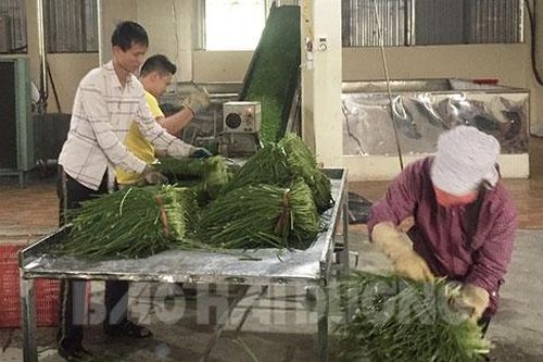 Hải Dương: Cựu quân nhân làm giàu từ cây mủa
