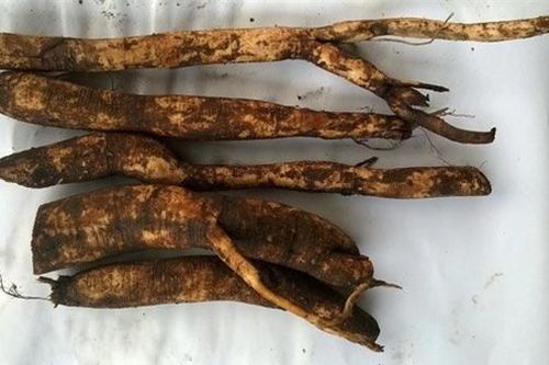 Tác dụng củ gai tươi cho bà bầu và phụ nữ sau sinh rất tốt