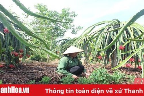 Xã Xuân Bình chú trọng phát triển mô hình sản xuất nông nghiệp