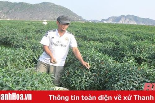 Chuyện những nông dân bám đất, bám ruộng làm giàu