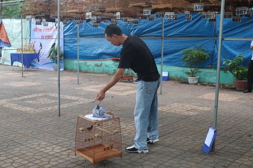 Hội thi chim chào mào hót tỉnh An Giang