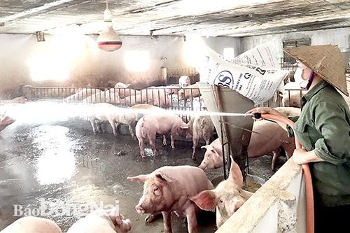 Giá heo hơi trong nước giảm mạnh nhờ nguồn nhập khẩu heo sống