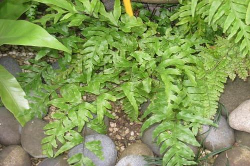 Cỏ luồng làm thuốc