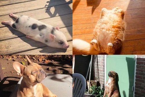 Ngàn lẻ một tư thế tắm nắng tại gia khi không được đi biển của thú cưng