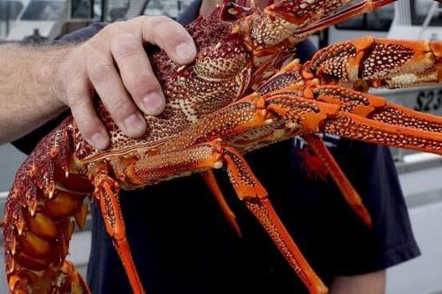 Doanh nghiệp Đức dứt áo khỏi TQ, còn tôm hùm Australia chưa có lối ra